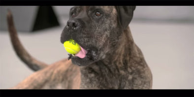 Dogs Love Tennis Balls