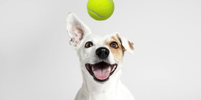 Are Tennis Balls the Answer to Better Dog Selfies?