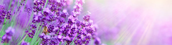 Close-up shot of lavender flowers