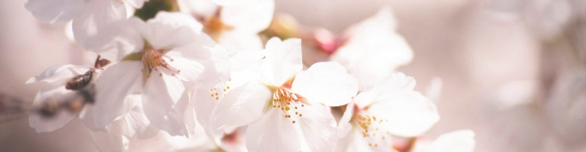 Close-up of cherry blossoms
