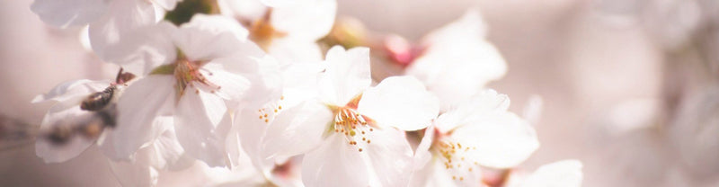 Close-up of cherry blossoms
