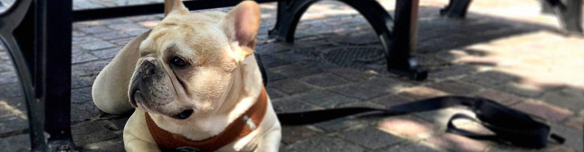 French bulldog at park